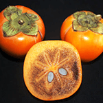 ΛΩΤΟΣ ΚΑΡΑΛΙΟΚ (ΣΟΚΟΛΑ)