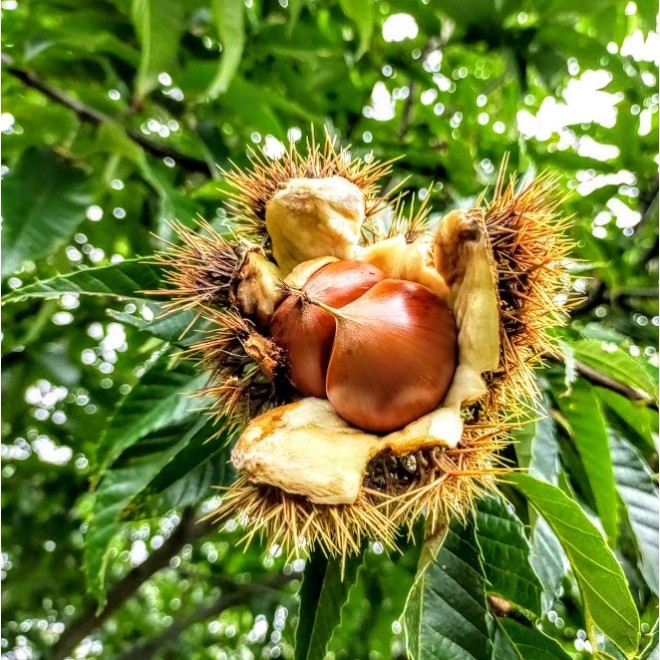 ΚΑΣΤΑΝΙΑ ΜΑΡΩΝΙΑ