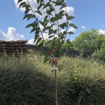 ΚΕΡΑΣΙΑ ΒΑΝ