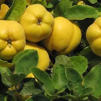 ΚΥΔΩΝΙΑ ΜΕΓΑΛΟΚΑΡΠΗ