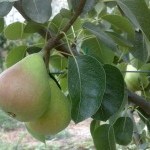 ΑΧΛΑΔΙΑ ΚΟΝΤΟΥΛΑ