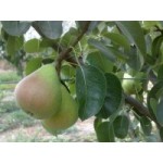 ΑΧΛΑΔΙΑ ΚΟΝΤΟΥΛΑ