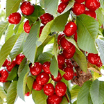 ΚΕΡΑΣΙΑ ΛΑΠΕΝ