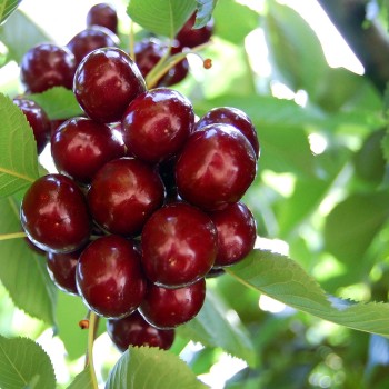 ΚΕΡΑΣΙΑ ΛΑΠΕΝ