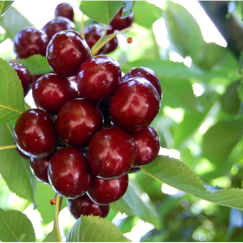 ΚΕΡΑΣΙΑ ΛΑΠΕΝ