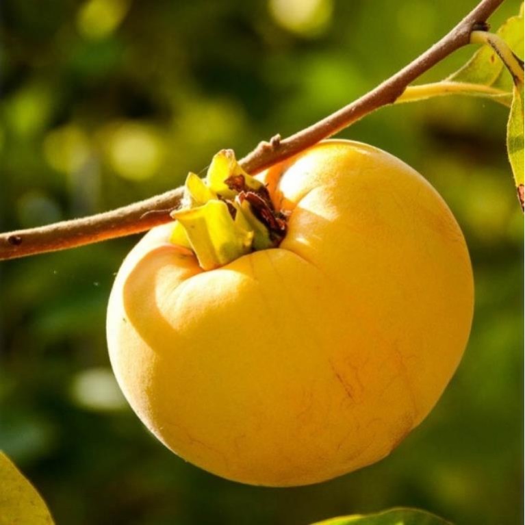 ΛΩΤΟΣ ΤΖΙΡΟ ΠΛΑΚΕ