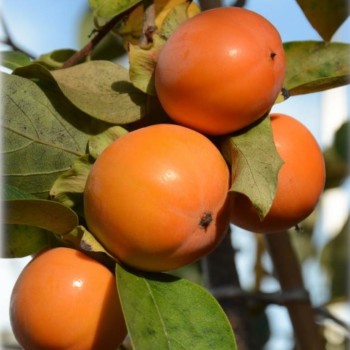 ΛΩΤΟΣ ΚΑΡΑΛΙΟΚ (ΣΟΚΟΛΑ)