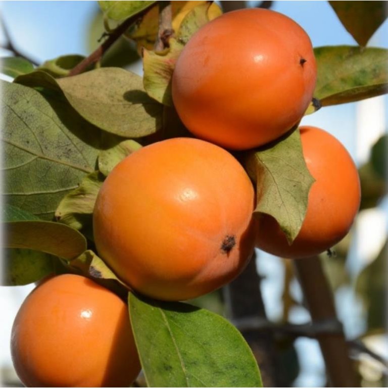 ΛΩΤΟΣ ΚΑΡΑΛΙΟΚ (ΣΟΚΟΛΑ)