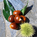 ΚΑΣΤΑΝΙΑ ΜΑΡΩΝΙΑ