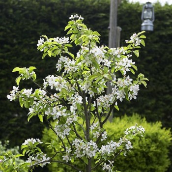 ΚΕΡΑΣΙΑ ΜΠΑΚΕΡΤΖΕΙΚΟ