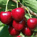 ΚΕΡΑΣΙΑ ΜΠΟΥΡΛΑ