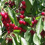 ΚΕΡΑΣΙΑ ΠΙΓΚΑΡΟ (ARGO)