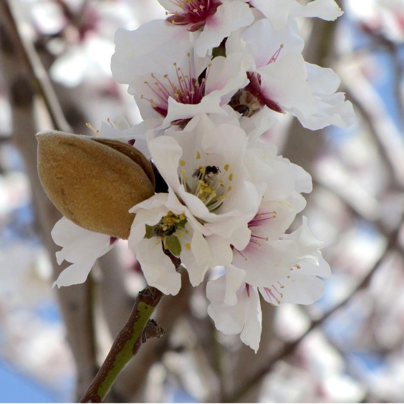 ΑΜΥΓΔΑΛΙΑ ΡΕΤΣΟΥ