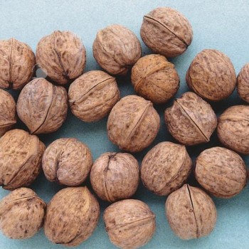 ΚΑΡΥΔΙΑ ΡΟΝΤΕ ΝΤΕ ΜΟΝΤΙΝΙΑΚ