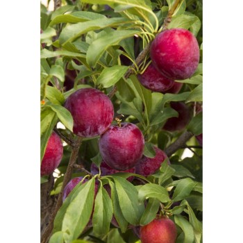 ΒΑΝΙΛΙΑ ΣΑΝΤΑ ΡΟΣΑ ΠΡΩΙΜΗ