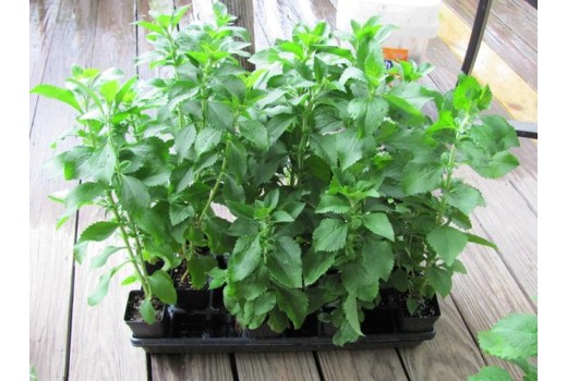 Στέβια: Μια βιώσιμη και αναγεννητική μετάβαση 