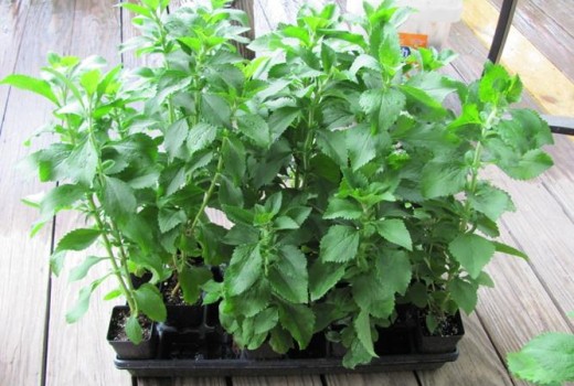 Στέβια: Μια βιώσιμη και αναγεννητική μετάβαση 