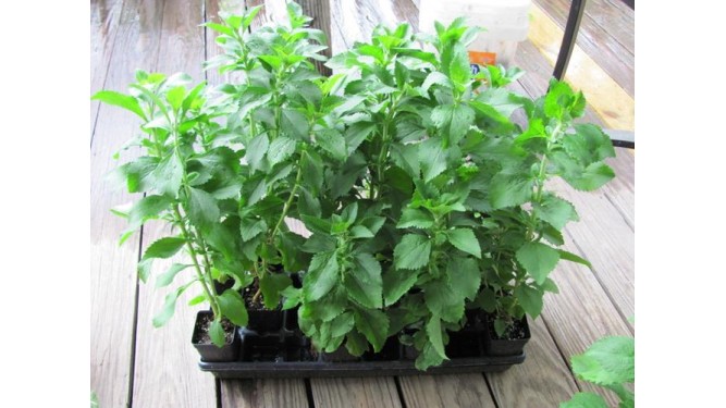 Στέβια: Μια βιώσιμη και αναγεννητική μετάβαση 