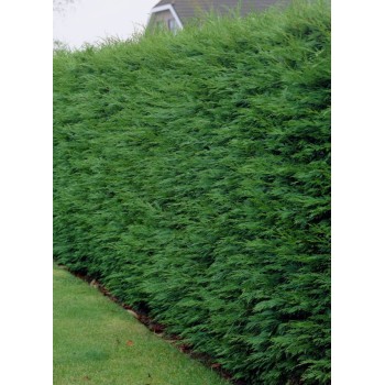 ΚΥΠΑΡΙΣΣΙ ΛΕΙΛΑΝΤ