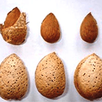 ΑΜΥΓΔΑΛΙΑ ΤΟΥΟΝΟ