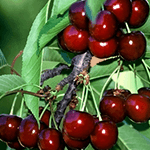 ΚΕΡΑΣΙΑ ΤΡΑΓΑΝΑ ΕΔΕΣΣΗΣ