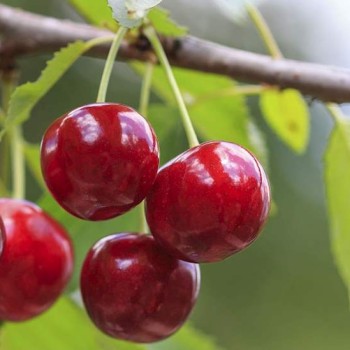 ΚΕΡΑΣΙΑ ΤΡΑΓΑΝΑ ΕΔΕΣΣΗΣ