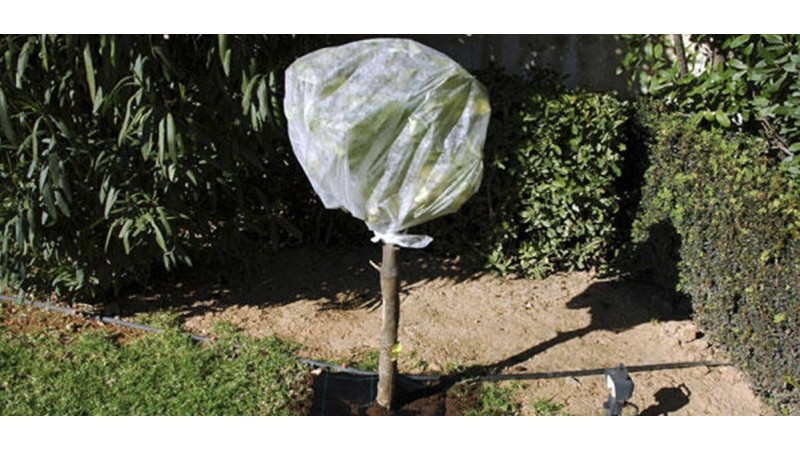 Πώς προστατεύουμε τα φυτά μας από τον πάγο;