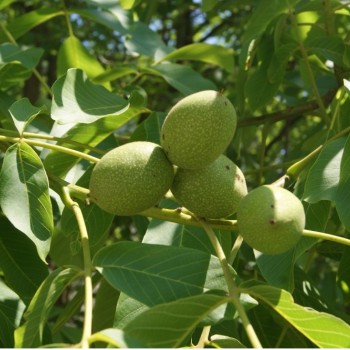 ΚΑΡΥΔΙΑ ΤΣΑΝΤΛΕΡ