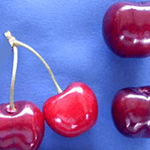 ΚΕΡΑΣΙΑ ΤΣΟΛΑΚΕΙΚΟ