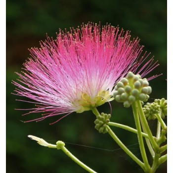 ΑΚΑΚΙΑ ΚΩΝΣΤΑΝΤΙΝΟΥΠΟΛΕΩΣ