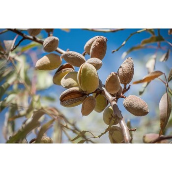 ΑΜΥΓΔΑΛΙΑ ΒΑΙΡΟ