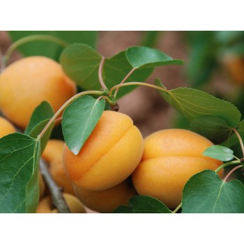 ΒΕΡΙΚΟΚΙΑ ΕΠΙΔΑΥΡΟΥ