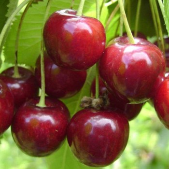 ΚΕΡΑΣΙΑ ΓΕΡΜΑΝΙΚΗ ΟΨΙΜΗ (HEDELFINGER)