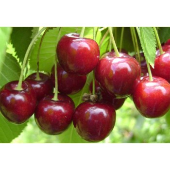 ΚΕΡΑΣΙΑ ΓΕΡΜΑΝΙΚΗ ΟΨΙΜΗ (HEDELFINGER)