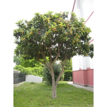 ΜΟΥΣΜΟΥΛΙΑ