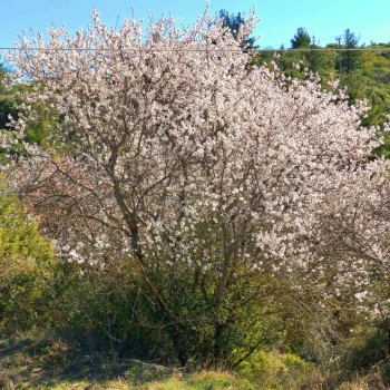 ΑΜΥΓΔΑΛΙΑ ΙΖΑΜΠΕΛΟΝΑ