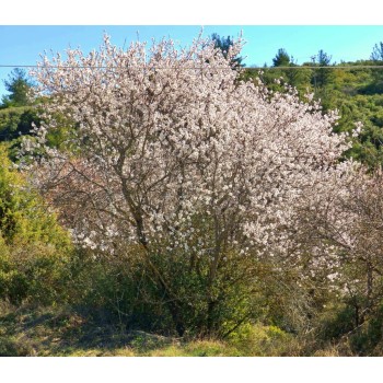 ΑΜΥΓΔΑΛΙΑ ΙΖΑΜΠΕΛΟΝΑ