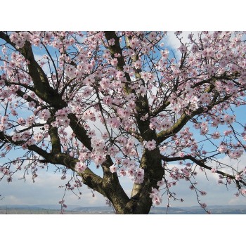 ΑΜΥΓΔΑΛΙΑ ΝΟΝ ΠΑΡΕΙΛ