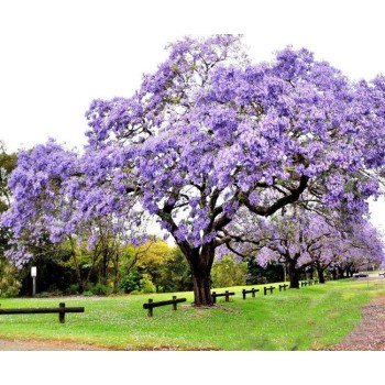 ΠΑΥΛΩΝΙΑ ΤΟΜΕΝΤΟΖΑ