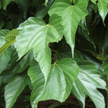 ΠΛΑΤΑΝΟΜΟΥΡΙΑ (ΑΚΑΡΠΗ)