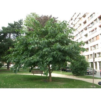 ΠΛΑΤΑΝΟΜΟΥΡΙΑ (ΑΚΑΡΠΗ)