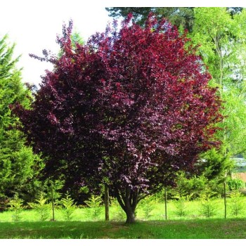 ΠΡΟΥΝΟΣ ΠΙΣΣΑΡΔΕΙΟΣ