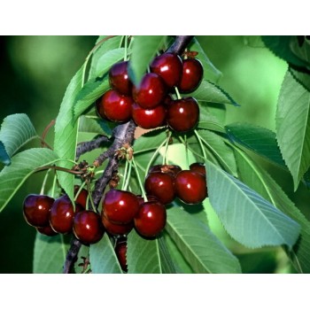 ΚΕΡΑΣΙΑ ΦΕΡΟΒΙΑ