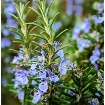 ΔΕΝΔΡΟΛΙΒΑΝΟ ΟΡΘΟΚΛΑΔΟ