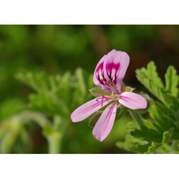 ΑΡΜΠΑΡΟΡΙΖΑ