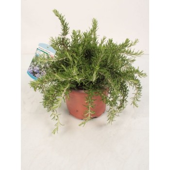 ΔΕΝΤΡΟΛΙΒΑΝΟ ΕΡΠΟΝ