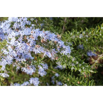 ΔΕΝΤΡΟΛΙΒΑΝΟ ΕΡΠΟΝ