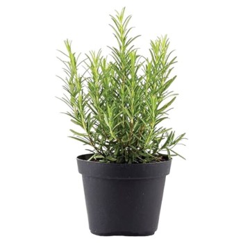 ΔΕΝΔΡΟΛΙΒΑΝΟ ΟΡΘΟΚΛΑΔΟ