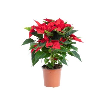 ΑΛΕΞΑΝΔΡΙΝΟ