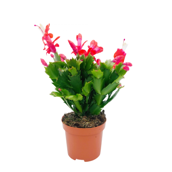 ΚΑΚΤΟΣ ΧΡΙΣΤΟΥΓΕΝΝΩΝ